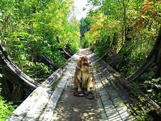 Les Gorges de la Rivière Sainte-Anne : Un Coin de Paradis à Portneuf !